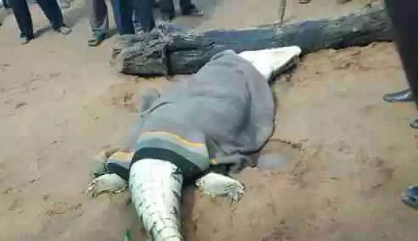 Video: Villagers Cut Open Huge Crocodile To Find Young Boy Inside (Graphic)